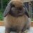 OverSizedRabbit